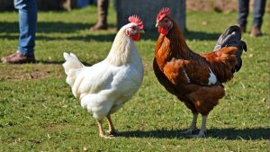 Pourquoi le poulet est-il un incontournable de la gastronomie française ?