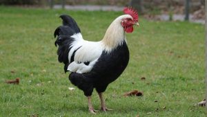 La poule mouillée au cœur des expressions françaises : d'où vient cette métaphore d'un froussard ?